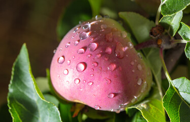 Ripe apples on a tree in raindrops. Close-up