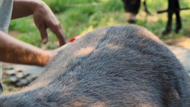 A woman farmer brushes a donkey's hair on its back with a red brush. Close-up. Slow motion. Care of animals on a farm. Concept of cattle breeding and agriculture