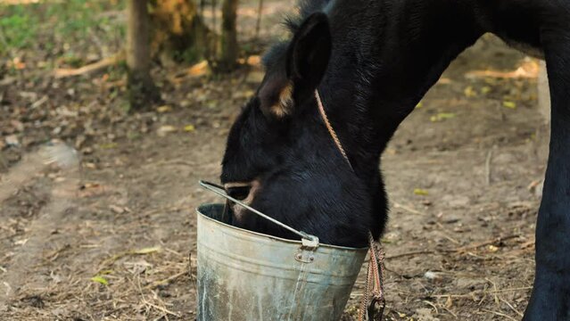 Close-up of a donkey's face in a bucket of food. The donkey raises his head, water flows from his mouth. Slow motion. Morning feeding of animals on the farm. The concept of cattle breeding