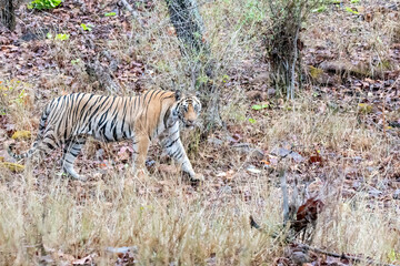 An Indian tigress drinking water from a waterhole inside Bandhavgarh Tiger Reserve during a hot summer day while on Wildlife safari