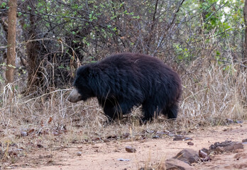 An Indian Sloth bear feeding on leaves and berries on the ground inside Bandhavgarh Tiger Reserve during a wildlife safari on a hot summer day.