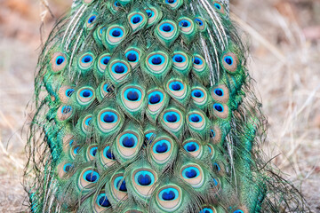 A male peacock displaying its beautiful feathers inside Pench Tiger Reserve during a wildlife...