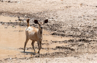 An Indian sambar deer grazing on grass inside a lake inside Bandhavgarh National Park during a wildlife safari