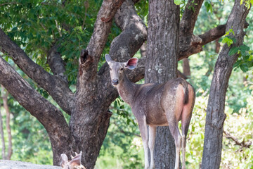 An Indian sambar deer grazing on grass inside a lake inside Bandhavgarh National Park during a wildlife safari