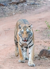 A dominant tigress walking through the jungle marking its territory inside Bandhavgarh Tiger Reserve during a wildlife safari 