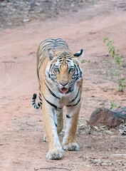 A dominant tigress walking through the jungle marking its territory inside Bandhavgarh Tiger Reserve during a wildlife safari 
