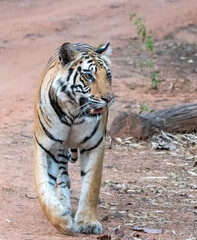 A dominant tigress walking through the jungle marking its territory inside Bandhavgarh Tiger Reserve during a wildlife safari 