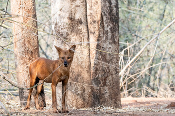 An Indian wildodg aka Dhole feasting on a new kill near a waterhole inside Pench Tiger Reserve during a wildlife safari on a hot summer day.