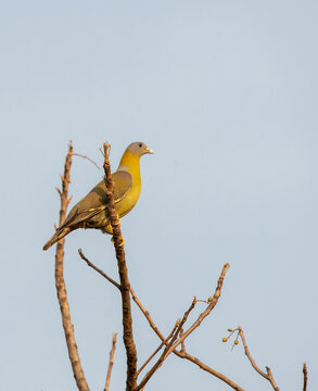 A yellow footed green piegeon perched on top of a tree inside Pench tiger reserve during a wildlife safari