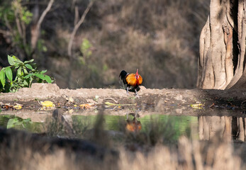 A male red jungle fowl standing next to a waterhole with its reflection in the water inside Pench Tiger Reserve during a wildlife safari
