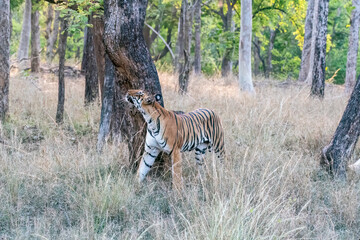 A dominant tigress walking thru' her territory inside Pench Tiger Reserve during a wildlife safari on a hot summer morning. 