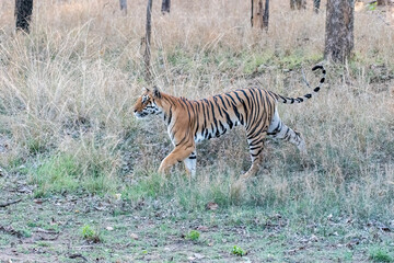 A dominant tigress walking thru' her territory inside Pench Tiger Reserve during a wildlife safari on a hot summer morning. 