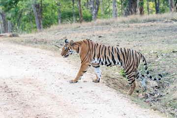 A dominant tigress walking thru' her territory inside Pench Tiger Reserve during a wildlife safari on a hot summer morning. 