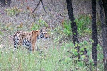 A dominant tiger relaxing in high grass plains inside Pench Tiger Reserve during a wildlife safari on a hot summer evening.