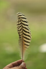A Black and White Feather of an Peacock or peahen  with selective focus in the hand