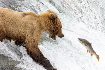 A grizzly / brown bear catching a salmon in midair at Brooks Falls in Katmai National Park, Alaska,...
