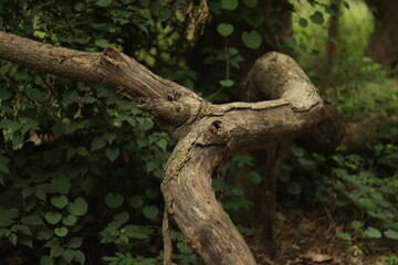A big Tree branch laying down on the ground making a bench structure
