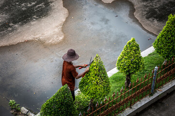 Gardener trimming hedge with shears in garden.