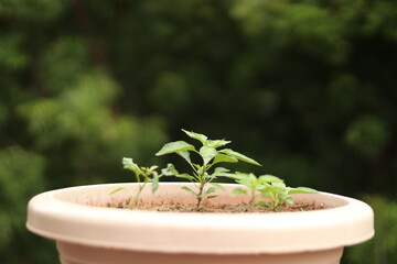 A plastic Flower pot or plant pot having a small plant in it with green trees in the blurred background