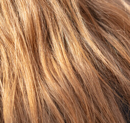 Naklejka premium Blonde hair on a woman's head as a background. Back view