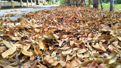 The dry season has arrived and the leaves are falling 02