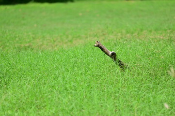 sprinkler spraying water on grass