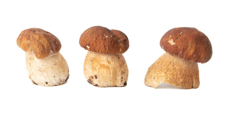 Boletus mushrooms isolated on white background