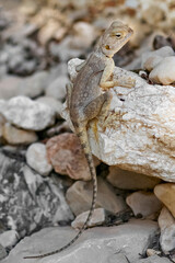 Desert agama. Judaean Desert, Israel.