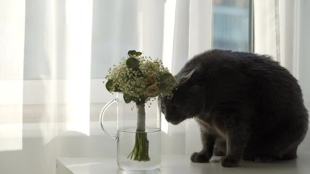 domestic gray cat sitting near withered wedding bouquet