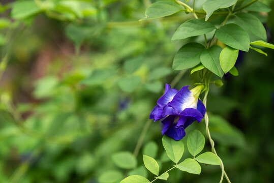 Butterfly pea, Clitoria ternatea flower with green leaves on background. Closeup selective image.