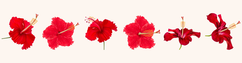 Hibiscus, png, Tropical flower, Exotic plant. Red, Vector, Isolated. Red hibiscus isolated on a white background, Red Hibiscus. High detailing flowers. Hibiscus vector png, Joba flowers, kali puja ,  - obrazy, fototapety, plakaty