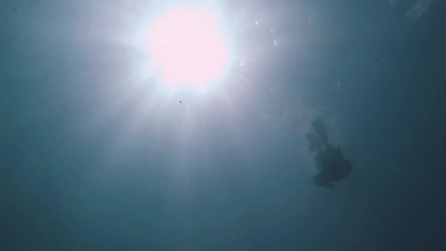 underwater bottom look up to the surface view to ripple bubble sea salt ocean blue water to sunshine light beam ray through with a young female free diver descending silhouette calm relax diving down