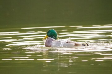 duck in the water