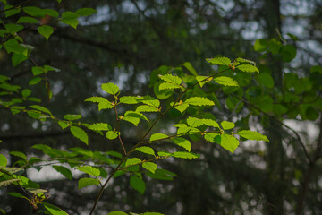green leaves in the woods