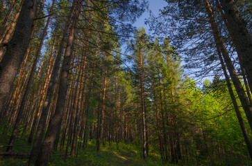 Naklejka premium forest in autumn