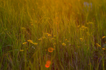 field of poppies