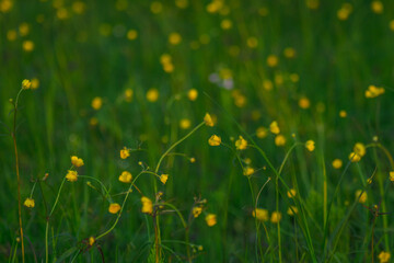 dandelions in the meadow