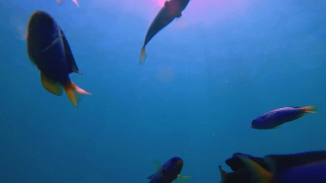 underwater bottom look up to the surface view to sea salt ocean blue water to sunshine light beam ray through with close up view blue damselfish swimming around in low visibility turquoise blue ocean