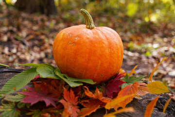 Pumpkin in the forest among the leaves.
