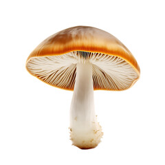 Mushroom  isolated on transparent or white background, PNG