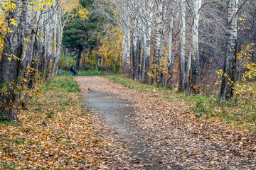 An empty alley of the park on an autumn day