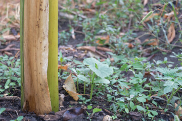 A banana tree pseudostem in the garden