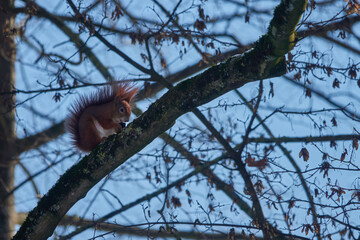 Single squirrel (sciurus) seat on brown branch in the acorn tree and eat. Side view Blue sky....