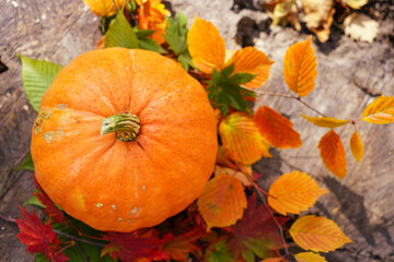 Pumpkin in the forest among the leaves.