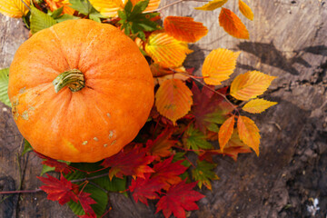 Pumpkin in the forest among the leaves.