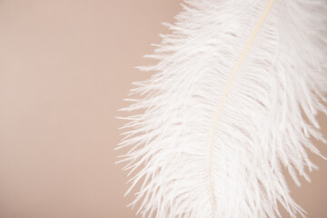 Feather on beige background, softness and tenderness, lightness and beauty, minimalist composition