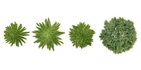 Fototapeta premium Fir,Acacia from the top view isolated white background