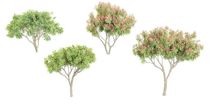 Acacia tree,Pieris japonica flowers isolated on white, 3D render