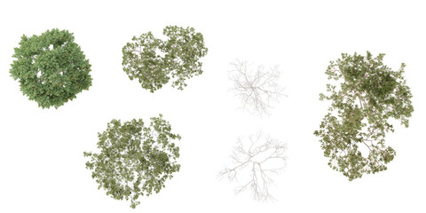 Plane,silverbirch trees in the forest, top view, area view, isolated on transparent background, 3D illustration © Saifstock