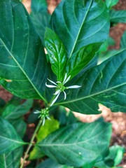close up of a green leaves
